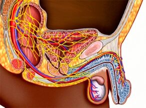 la structure du système génito-urinaire et la puissance masculine