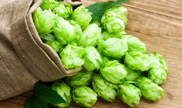 Les cônes de houblon aident à résoudre le problème de l'éjaculation rapide